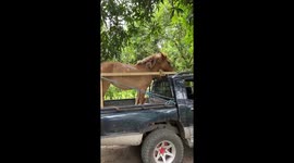 Mother's dreams of having a pony finally come true