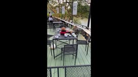 Ape-atiser, sir? Monkey calmly sits at restaurant table to eat leftover food