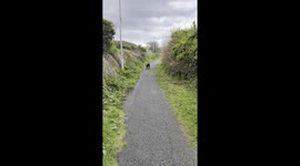 Dog Fakes Injury So Walk Doesn't End