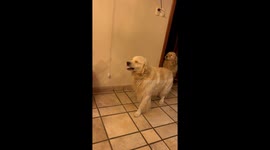 Goofy Golden Shares a Toothy Grin