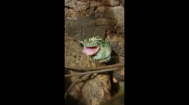 Tree Frog Brushes Away Pesky Locust