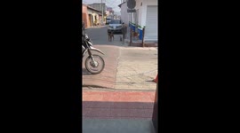 Dog Straight From Barbershop Strolls Streets