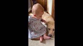 Dog Get's A Little Overexcited Around Baby