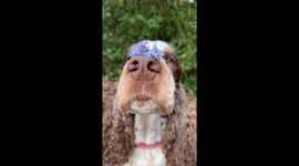 Bonnie Balances Forget-Me-Nots on Her Nose