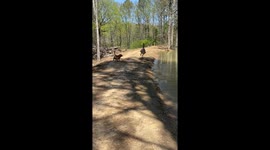 Alabama Sunday hijacked by Emu's 'zoomies' tag game with Golden Retriever