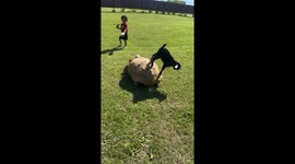 Baby Goat Harasses Giant Tortoise