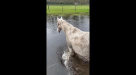 Horse Suddenly Decides He Needs a Bath