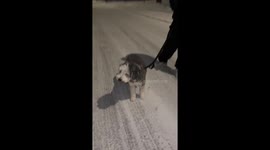 Dawg Walking Dog