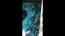 Calico cat takes a dip: swimming serenity in Semarang