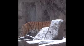 Snow day delight: Milwaukee County Zoo animals embrace wintry adventures!