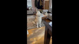 Stubborn husky demands second outing: hilarious exchange caught on camera