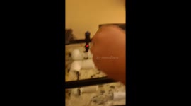 Mantis shrimp hunts crawfish in aquarium