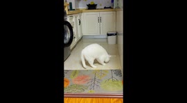 Persistent Little Mouse: cat's determined foor digging