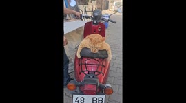 Turkish cat refuses to be left behind, clings to owner's motorcycle
