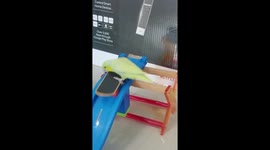 Pet parrot rolls down slide on mini skateboard