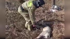 Wild roe deer rescued twice in 24 hours by firemen in Russia