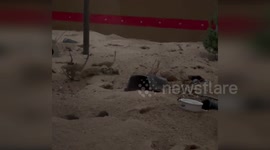 Animal reactions to solar eclipse caught on camera at zoo in Texas