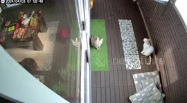 Terrified cats stand up as house shakes during earthquake