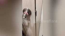 Calm cat sleeps through earthquake in Taiwan