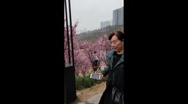 Unruly tourist climbs tree for cherry blossom selfie