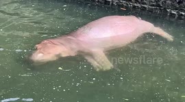 Hippo floats in pool to cool off in fresh water