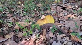 Wildlife officers rescue injured pangolin from wildfire in Thailand