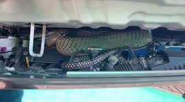 Huge king cobra caught in Toyota car engine in Thailand