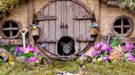 Man builds village for mice living in back garden - including pub and book shop