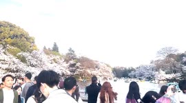 Sakura cherry blossom reaches full bloom in Tokyo