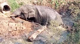 Excavator used to help stranded elephant out of ditch in south India