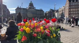 Amsterdam holds annual tulip festival