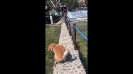 Owner saves Golden Retriever when he falls into sea from walkway