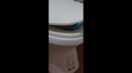 Horrified family finds monitor lizard in their toilet