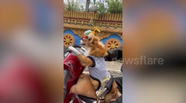 Chihuahua wears hat and sunglasses while siitting on front of motorcycle