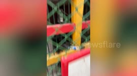 Smart gorilla gives his water bottle to tourist to refill