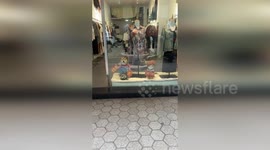 Clothing store owner 'employs' Shiba Inu dog as greeter