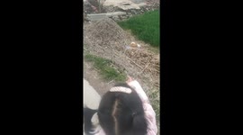Young girl mistakes dog sleeping dead