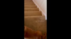 Lab Slides Down the Stairs