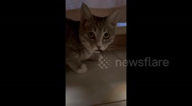 The Mischievous Cat's Catch of the Day in Yantai, China