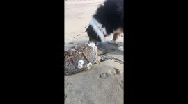 Boomer's beach memorial: 12-year-old dog honours fallen turtle with touching tribute