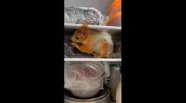 Baby Squirrel Forages In Fridge