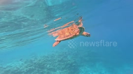 Precious moments with a critically endangered Hawksbill sea turtle taking nine breathes of air