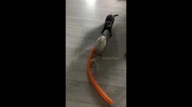 Playful Ferrets Have Fun With a Tube Balloon