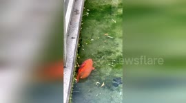 Chubby koi fish draws in a number of amused park visitors