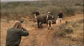 Conservationists physically push two ton rhino mum to stop her fatally falling on baby while drugged for dehorning