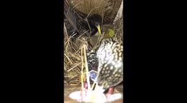 Nesting birds struggle to get long pieces of grass into their nest box