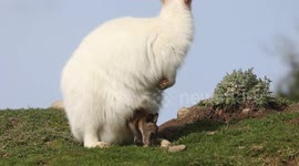 Wallaby joey emerges from albino mother's pouch after seven months inside