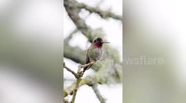 Hummingbird's sequins-like feathers change colour as it moves
