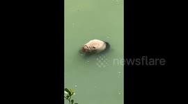 Authorities investigate after giant panda found dead in southern China's river