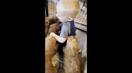 Puppies pay attention to toddler's commands